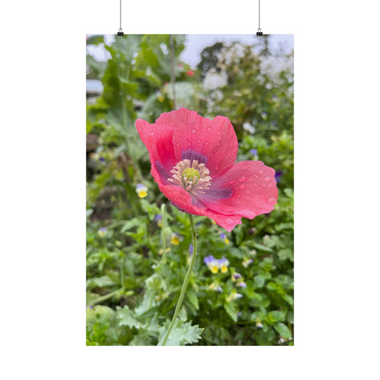 Matte Poppy poster 24 x 36