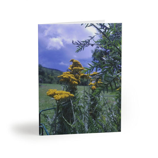 Summer Yarrow blannk greeting cards 8 pieces